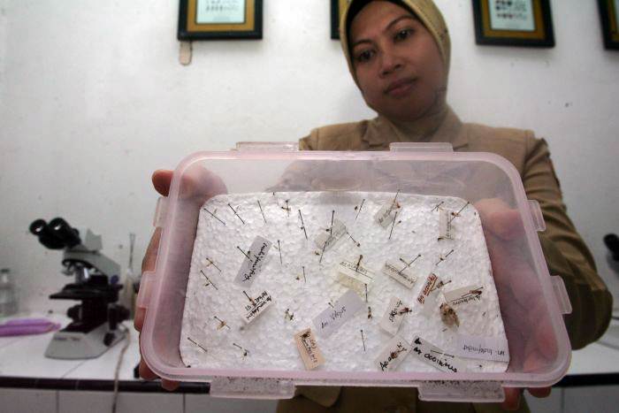 Seorang petugas laboratorium sedang meneliti beberapa ekor nyamuk di Malaria Center, Kota Ternate, Provinsi Maluku Utara (20/4). ANTARAFOTO/OKA BARTA