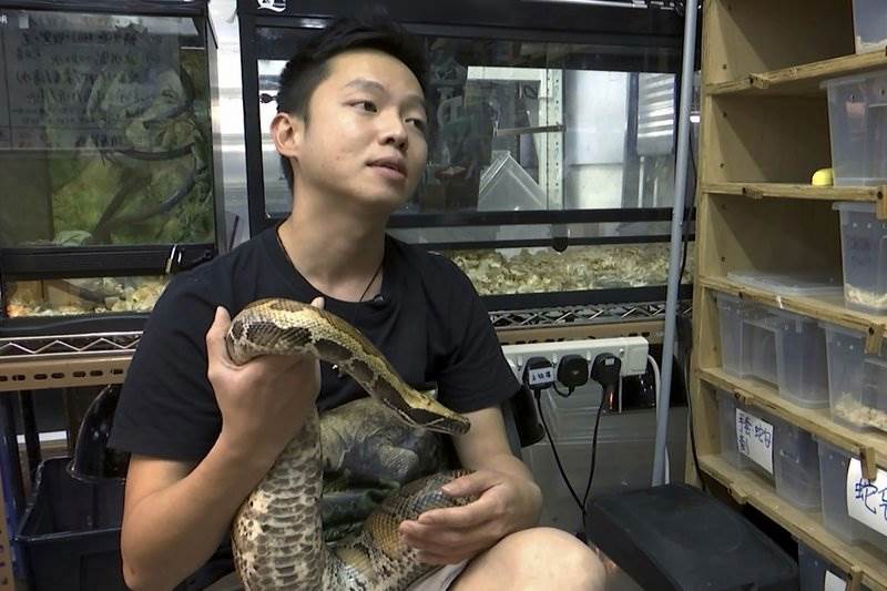 Ken Lee salah seorang pawang ular muda di Hong Kong (Foto AP)