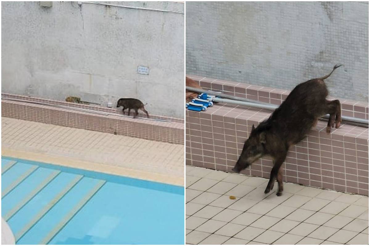 Babi hutan di kolam renang (Foto hk.on.cc)