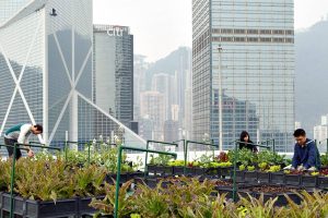 urban farming in Hong Kong (Foto Istimewa)